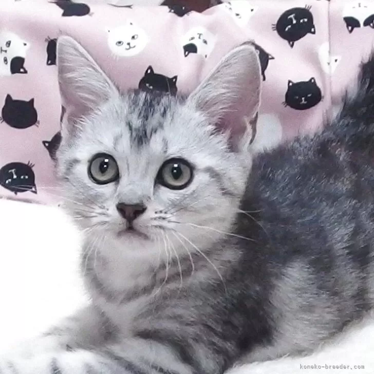 ID:2505-03797の子猫