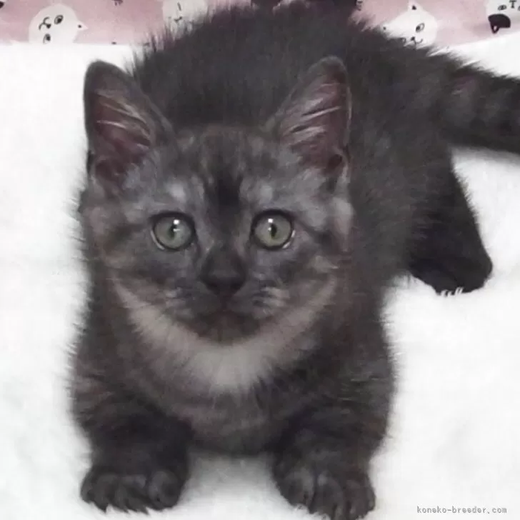 ID：2508-00791の子猫