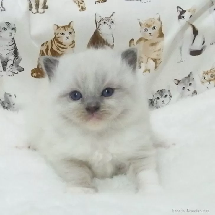 C.O 様のお迎えした子猫