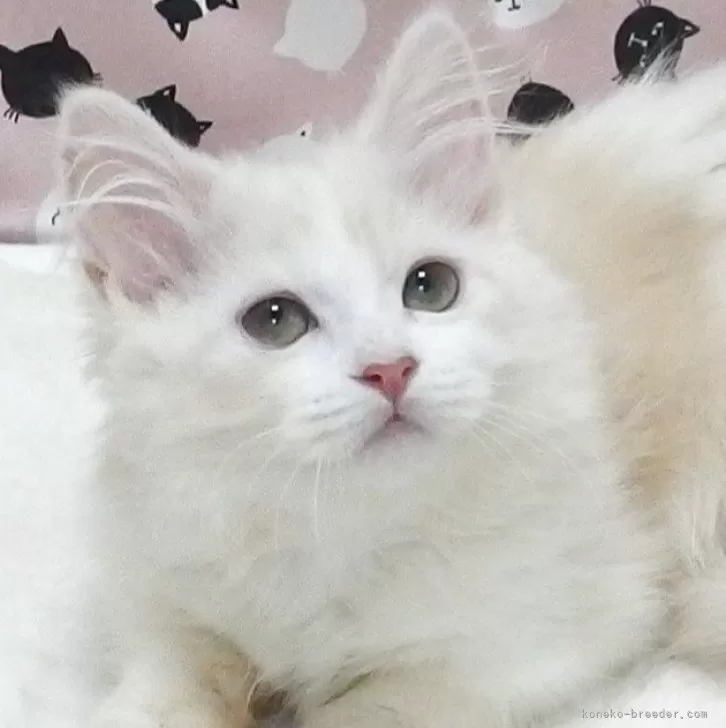ID:2506-02808の子猫