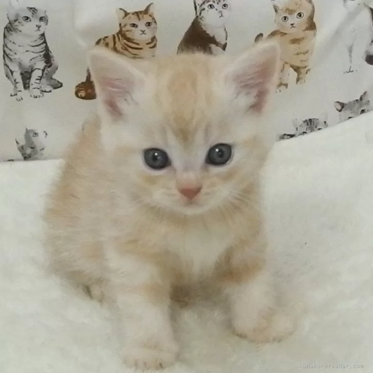 tak 様のお迎えした子猫