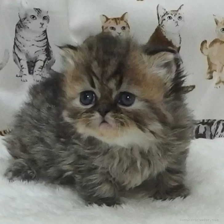 Y.O 様のお迎えした子猫