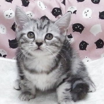 スコティッシュフォールド(立ち耳)【大阪府・女の子・2025年8月21日・シルバータビー】の写真「全て込みの価格で可愛い女の子です」