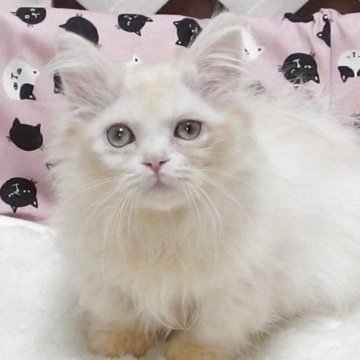 ミヌエット(短足)【大阪府・男の子・2025年7月20日・クリームホワイト】の写真「全て込みの価格で元気な男の子です(短足)」
