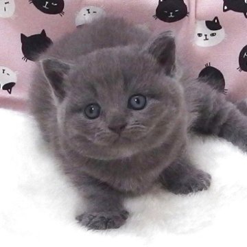 ミヌエット(長足)【大阪府・男の子・2025年5月30日・ブルータビー】の写真「全て込みの価格で元気な男の子です」