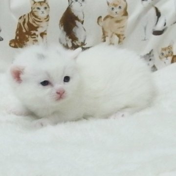 マンチカン(短足)【大阪府・女の子・2025年3月12日・ホワイト】の写真「全て込みの価格で可愛い女の子です(短足）」