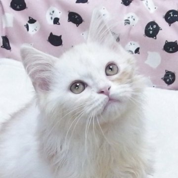 ミヌエット(長足)【大阪府・男の子・2025年6月21日・クリームホワイト】の写真「全て込みの価格で元気な男の子です」