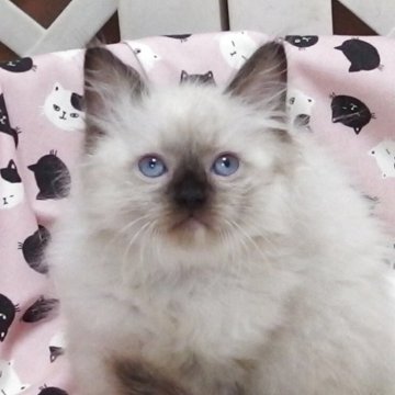 ラグドール【大阪府・男の子・2025年8月29日・シールポイントミゼット】の写真「全て込みの価格で元気な男の子です」