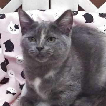 マンチカン(長足)【大阪府・女の子・2025年8月6日・ブルークリーム】の写真「全て込みの価格で可愛い女の子です」