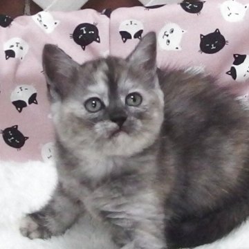 マンチカン(長足)【大阪府・女の子・2025年7月25日・トーティ】の写真「全て込みの価格で可愛い女の子です」