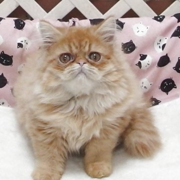 エキゾチックショートヘア【大阪府・男の子・2025年8月19日・レッドタビー】の写真「全て込みの価格で元気な男の子です」