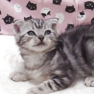 スコティッシュフォールド(折れ耳)【大阪府・男の子・2025年10月14日・シルバータビー】の写真「全て込みの価格で元気な男の子です」
