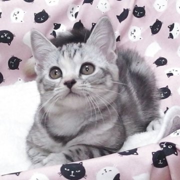 スコティッシュフォールド(立ち耳)【大阪府・女の子・2025年6月20日・シルバータビー】の写真「全て込みの価格で可愛い女の子です」