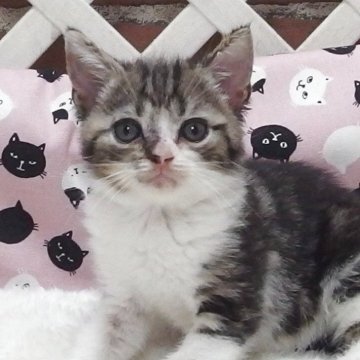 マンチカン(長足)【大阪府・男の子・2025年6月19日・ブラウンタビーホワイト】の写真「全て込みの価格で元気な男の子です」