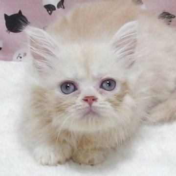 ミヌエット(短足)【大阪府・男の子・2025年7月20日・クリーム】の写真「全て込みの価格で元気な男の子です（短足）」