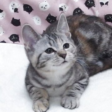 マンチカン(長足)【大阪府・女の子・2025年8月15日・ブラウンタビー】の写真「全て込みの価格で可愛い女の子です」