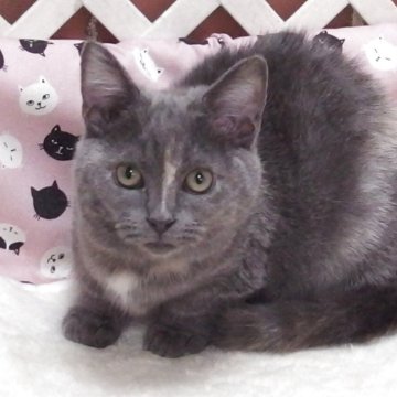 マンチカン(長足)【大阪府・女の子・2025年8月6日・ブルークリーム】の写真「全て込みの価格で可愛い女の子です」