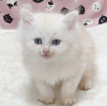 ミヌエット(長足)【大阪府・女の子・2025年9月16日・クリームタビー】の写真「全て込みの価格で可愛い女の子です」