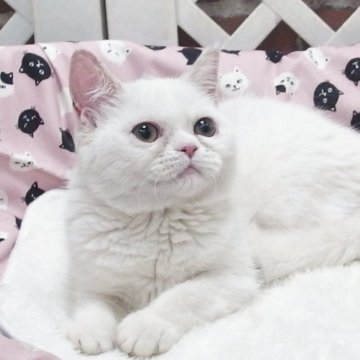 ミヌエット(長足)【大阪府・女の子・2025年4月12日・クリームホワイト】の写真「全て込みの価格で可愛い女の子です」