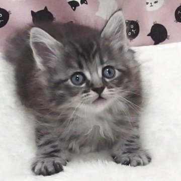 マンチカン(長足)【大阪府・男の子・2025年8月15日・シルバータビー】の写真「全て込みの価格で元気な男の子です」