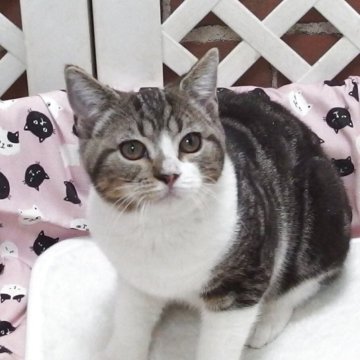 マンチカン(長足)【大阪府・男の子・2025年6月19日・ブラウンタビーホワイト】の写真「全て込みの価格で元気な男の子です」