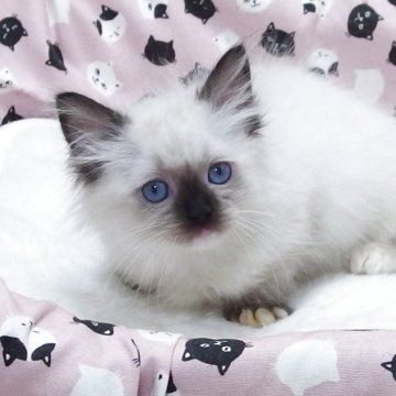 ラグドール【大阪府・男の子・2025年8月29日・シールポイントミゼット】の写真「全て込みの価格で元気な男の子です」