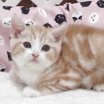 スコティッシュフォールド(立ち耳)【大阪府・男の子・2025年8月21日・クリームタビー】の写真「全て込みの価格で元気な男の子です」