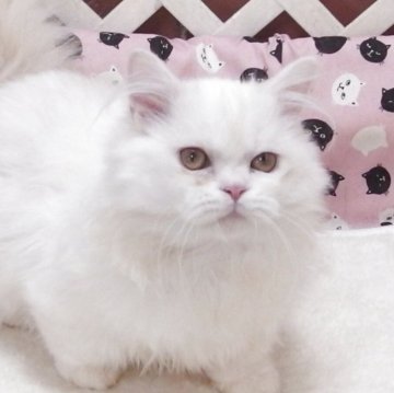 ミヌエット(短足)【大阪府・男の子・2025年7月20日・クリームホワイト】の写真「全て込みの価格で元気な男の子です（短足）」