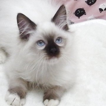 ラグドール【大阪府・男の子・2025年8月29日・シールポイントミゼット】の写真「全て込みの価格で元気な男の子です」