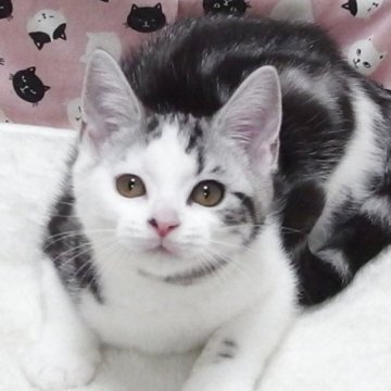 スコティッシュフォールド(立ち耳)【大阪府・女の子・2025年8月21日・シルバータビーホワイト】の写真「全て込みの価格で可愛い女の子です」