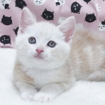スコティッシュフォールド(立ち耳)【大阪府・男の子・2025年7月17日・クリームタビー】の写真「全て込みの価格で元気な男の子です」