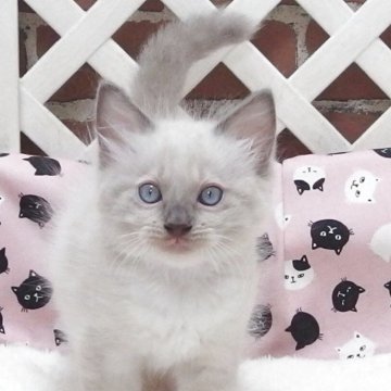 ラグドール【大阪府・男の子・2025年7月8日・シールポイントミゼット】の写真「全て込みの価格で元気な男の子です」