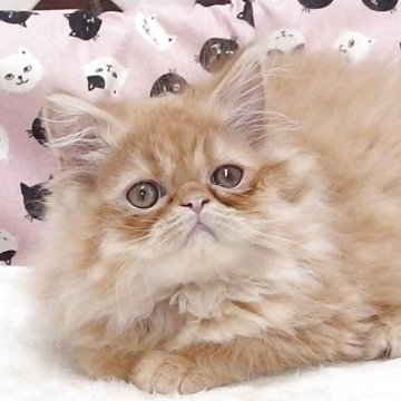 エキゾチックショートヘア【大阪府・男の子・2025年8月19日・レッドタビー】の写真「全て込みの価格で元気な男の子です」