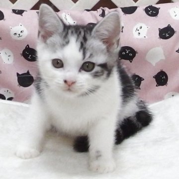 スコティッシュフォールド(立ち耳)【大阪府・女の子・2025年8月21日・シルバータビーホワイト】の写真「全て込みの価格で可愛い女の子です」