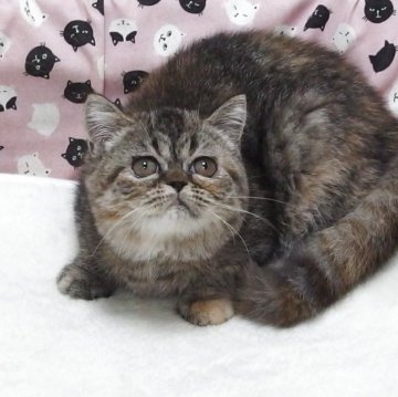 エキゾチックショートヘア【大阪府・女の子・2025年8月19日・ブラウンタビー】の写真「全て込みの価格で可愛い女の子です」