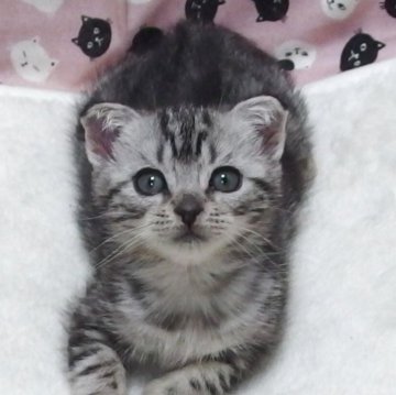 スコティッシュフォールド(折れ耳)【大阪府・女の子・2025年10月14日・シルバータビー】の写真「全て込みの価格で可愛い女の子です」