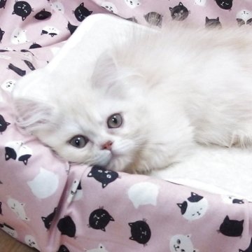 ミヌエット(短足)【大阪府・男の子・2025年7月20日・クリーム】の写真「全て込みの価格で元気な男の子です（短足）」