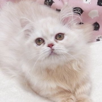 ミヌエット(短足)【大阪府・男の子・2025年7月20日・クリーム】の写真「全て込みの価格で元気な男の子です（短足）」