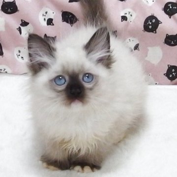 ラグドール【大阪府・男の子・2025年8月29日・シールポイントミゼット】の写真「全て込みの価格で元気な男の子です」