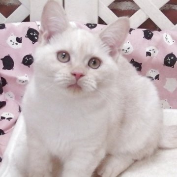 マンチカン(長足)【大阪府・男の子・2025年8月6日・クリームタビー】の写真「全て込みの価格で元気な男の子です」