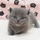 ミヌエット(短足)