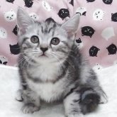 スコティッシュフォールド(立ち耳)