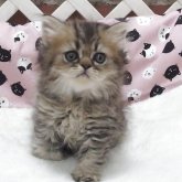 エキゾチックショートヘア