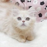 ミヌエット(短足)