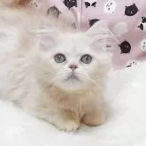 ミヌエット(短足)
