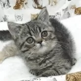 エキゾチックショートヘア
