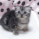 スコティッシュフォールド(折れ耳)