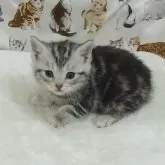 スコティッシュフォールド(立ち耳)【大阪府・女の子・2025年1月21日・シルバータビー】の写真1