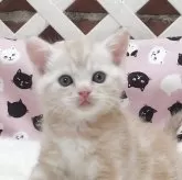 ミヌエット(長足)