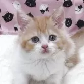 マンチカン(短足)